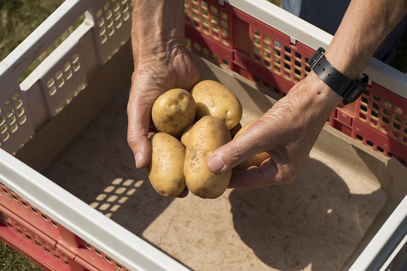 Aardappelen bewaar je na de oogst in kratten.